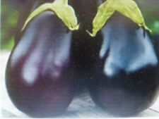 Graines aubergine black d'occasion  Saintes