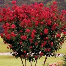Lagerstroemia indica rossa usato  Valmacca