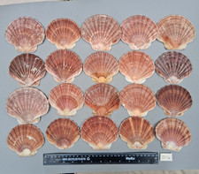 Cornish scallop shells. for sale  PETERBOROUGH