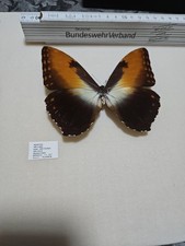 Morpho hecuba ssp gebraucht kaufen  Halle