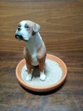 Tan white boxer for sale  MAIDSTONE