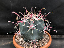 Ferocactus peninsulae bahia usato  Massafra