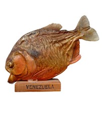 Tassidermia grande pesce usato  Roma