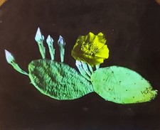 Prickley pear plant for sale  Spanish Fork