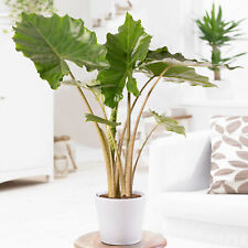 Alocasia portodora large for sale  UK