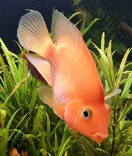 cichlids for sale cichlids for sale LONDON