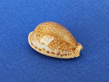 Cypraea spurca gem d'occasion  Nice-