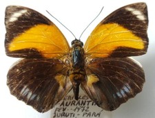 Agrias pericles aurantiaca d'occasion  Expédié en Belgium