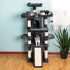 Smoky gray cat for sale  Tempe