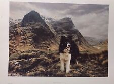 Champion glen . for sale  BURY