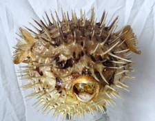 Diodon naturalisé poisson d'occasion  Castres