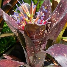 Buy save bromeliad for sale  Miami