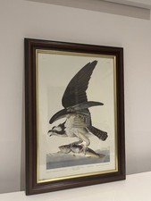 .81 fish hawk for sale  DAGENHAM