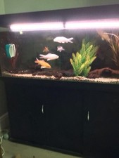 Large fish tank for sale  STEVENAGE