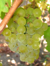 Vitis vinifera chardonnay for sale  Walterboro