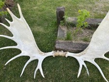 Great alaskan giant for sale  Delta Junction
