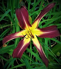 Hemerocallis small starry gebraucht kaufen  Burgdorf