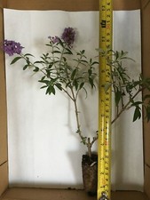 Buddleia nanho blue for sale  Jacksonville Beach