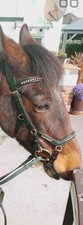 Micklem style bridle for sale  SHEFFIELD