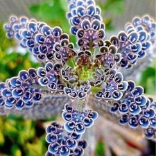 Mother millions live for sale  Russell