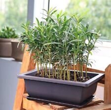 Willow bonsai tree for sale  Russell
