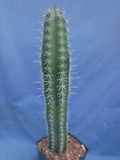 Stenocereus griseus nice for sale  Tucson