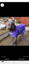 Giant breed irish for sale  EBBW VALE