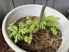 Curry leaf plants for sale  Taylors