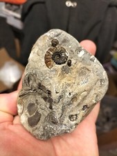Amaltheus subnodosus ammonite for sale  REDCAR