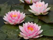 Nymphaea darwin syn for sale  SKEGNESS