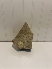 Limestone rock trilobite for sale  Granite City