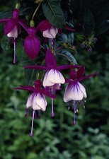 Sale2344 fuchsia campanella gebraucht kaufen  Dettingen an der Erms