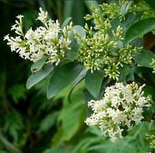 Ligustrum japonicum 100cm usato  Italia