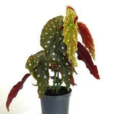 Begonia corallina angel usato  Napoli