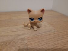 Petshop chat européen d'occasion  Liévin
