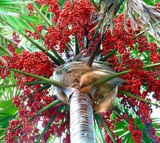 Livistona rotundifolia poggiap usato  Napoli