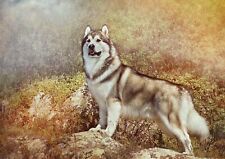 Alaskan malamute poster for sale  SELBY