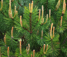 Live scotch pine for sale  Albany