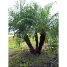 Pygmy date palm for sale  Vero Beach