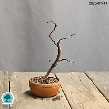 Bonsai japanischer acer gebraucht kaufen  München