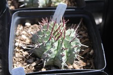 Euphorbia horrida major for sale  Valley Center