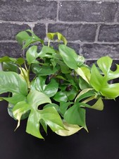 Monstera minima mini for sale  BOOTLE