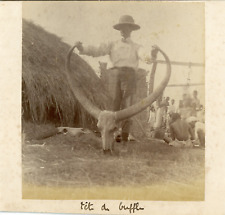 Inde tête buffle d'occasion  Pagny-sur-Moselle