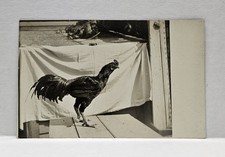 Usado, Cartão postal vintage foto real RPPC raça galinha galo Shamo do Japão em 1600 comprar usado  Enviando para Brazil