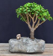 Baby jade bonsai for sale  Patchogue