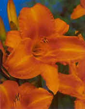 Jumbopflanze hemerocallis maun gebraucht kaufen  Kronburg