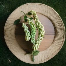 Stecklinge sedum morganianum gebraucht kaufen  Lünen