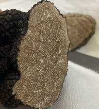 Tartufo nero estivo usato  Settingiano