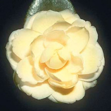 Lemon glow camellia for sale  Rock Island