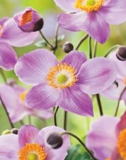 Anemone hupehensis praecox for sale  HORSHAM